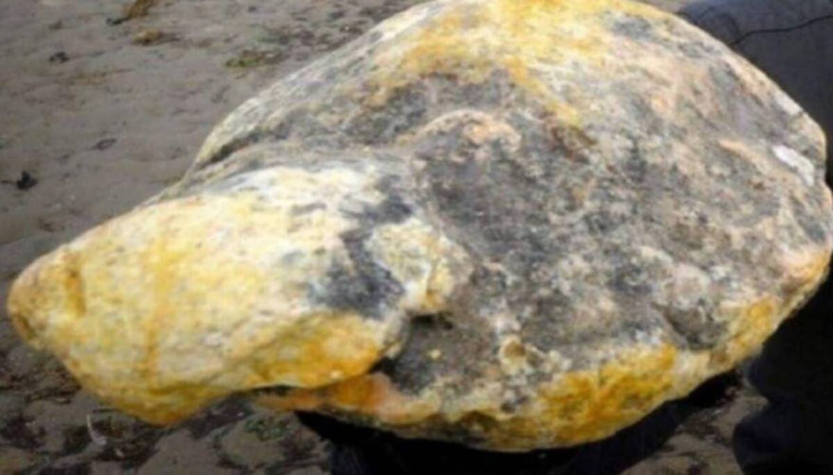 Se convirtieron en millonarios tras encontrar ámbar gris en el estómago de una ballena