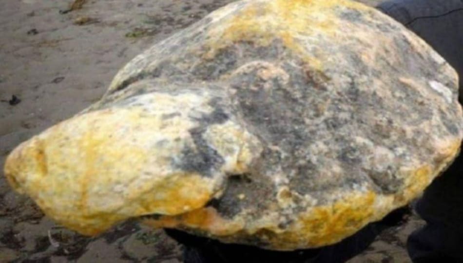 Se convirtieron en millonarios tras encontrar ámbar gris en el estómago de una ballena