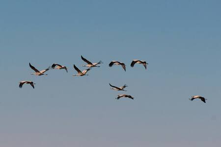 Aves migratorias. Foto: Unsplash