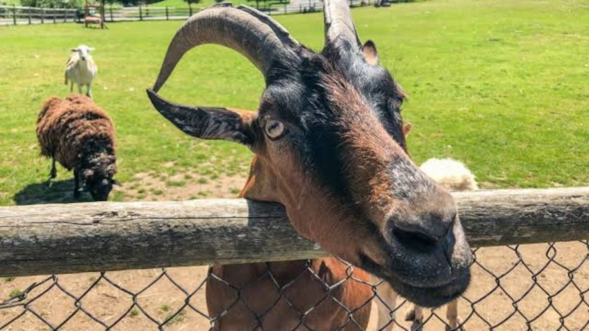 Santuario de animales en España.