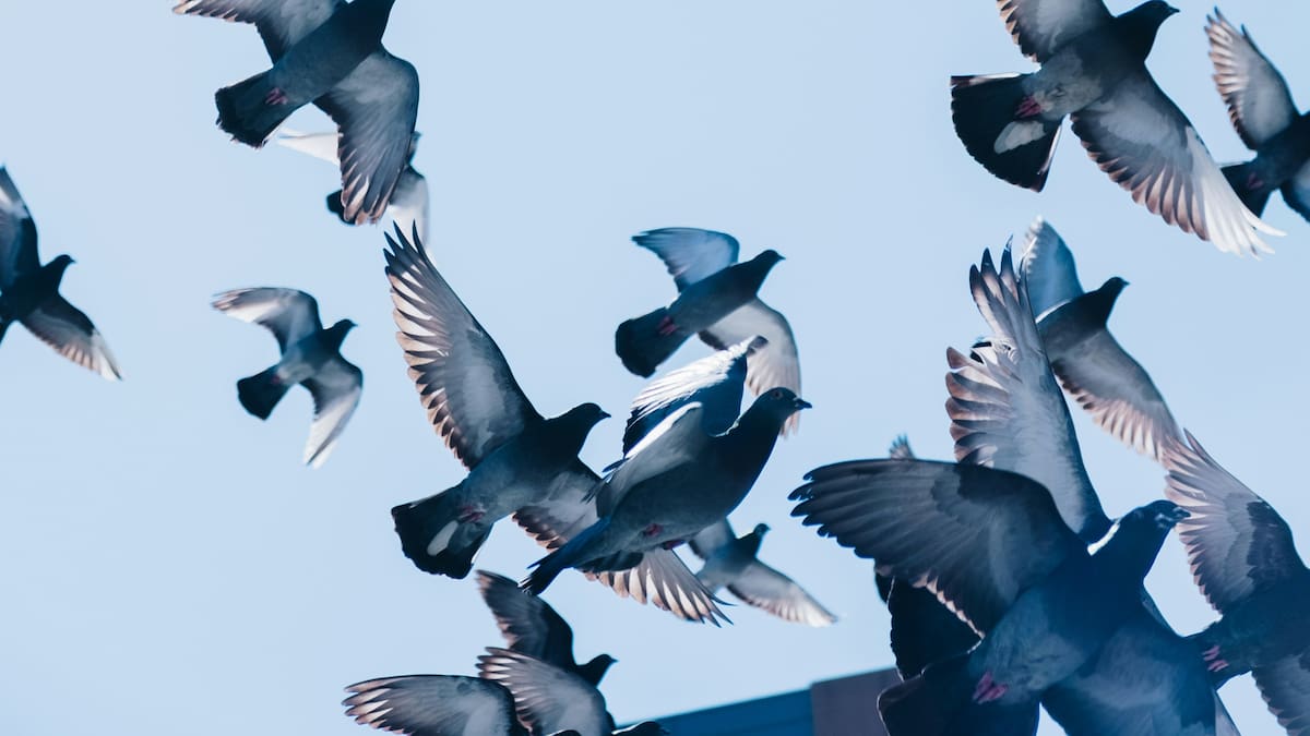 Palomas.