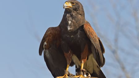 Misterioso avistamiento: cuál es el ave gigante que vuela por los cielos de CABA y es confundido con un halcón