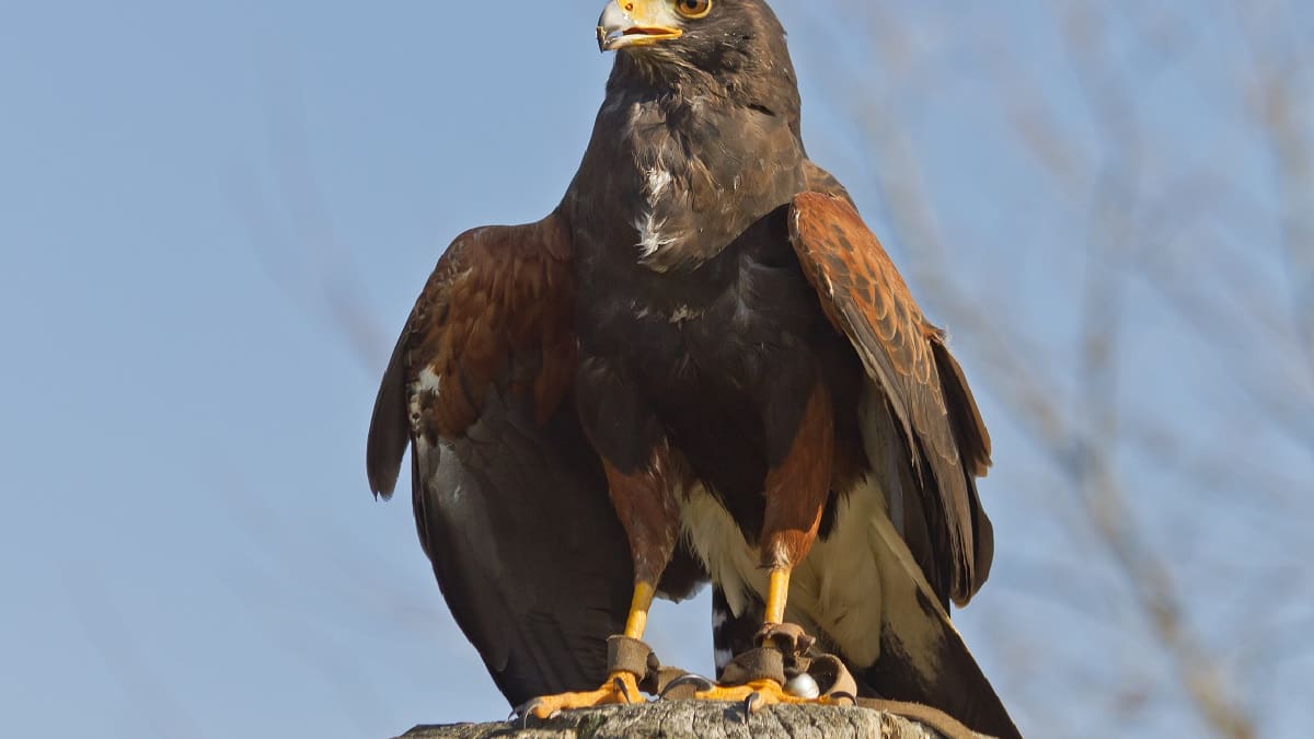 Misterioso avistamiento: cuál es el ave gigante que vuela por los cielos de CABA y es confundido con un halcón