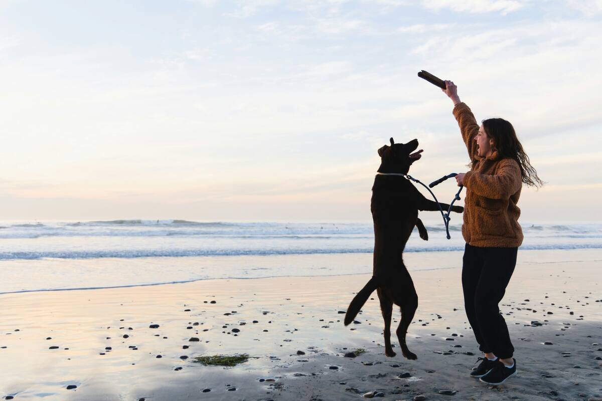 Jugar con perros, una actividad muy recomendada. Foto: Unsplash.