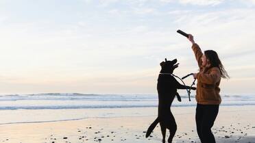 No se cansan nunca: cuáles son las dos razas de perro con mucha energía y que necesitan estimulación constante