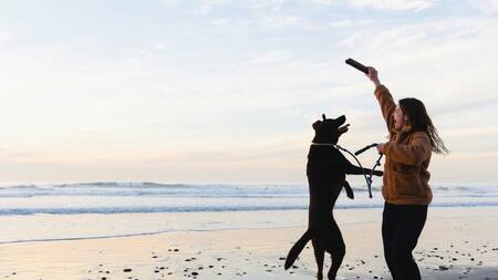 Los perros que tienen gran energía.