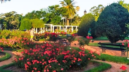 El Rosedal de Palermo deslumbra con su floración de octubre y noviembre. Foto: X.