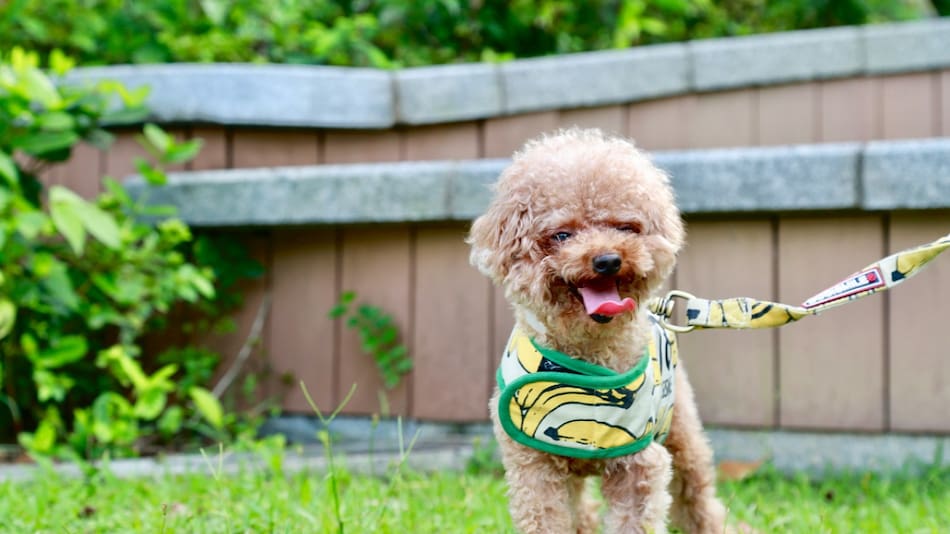 Un educador canino compartió una serie de recomendaciones para los dueños de perros