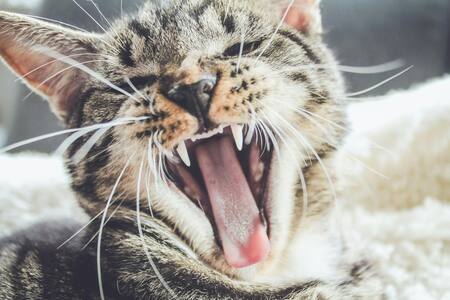 Gato, animal. Foto: Unsplash