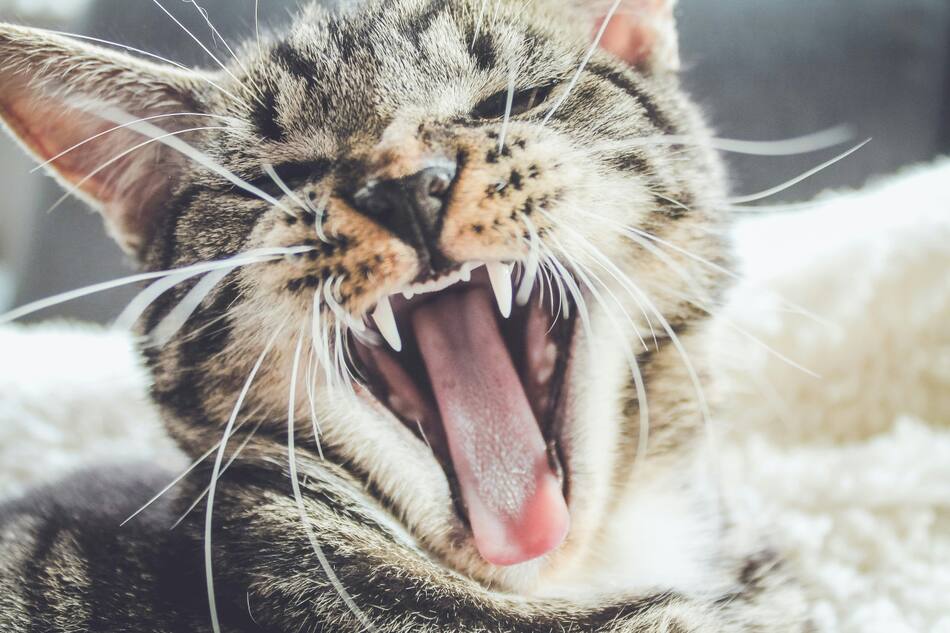 Gato, animal. Foto: Unsplash