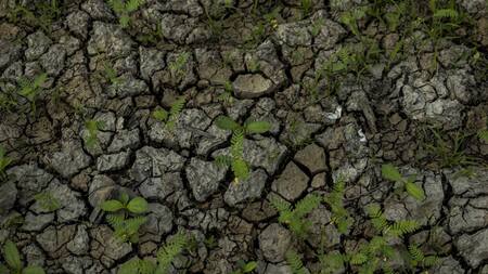 Sequía en la Amazonía. Foto: EFE