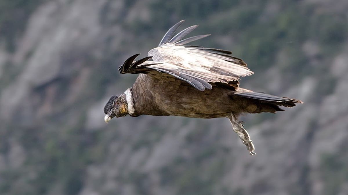 Del cóndor andino al carancho: cuáles son las aves rapaces más impactantes de la Argentina