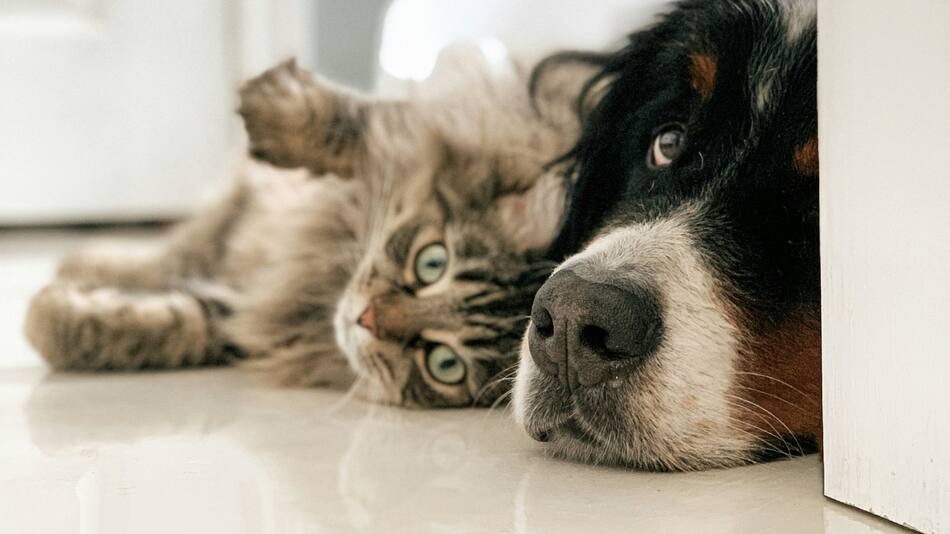 Perros y gatos. Foto Unsplash.