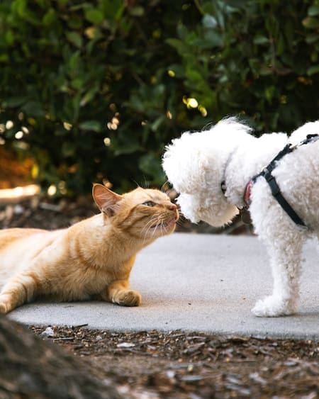 Perro y gato. Foto: Unsplash.