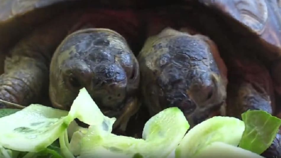 La tortuga de dos cabezas más longeva del mundo cambia de hogar. EFE