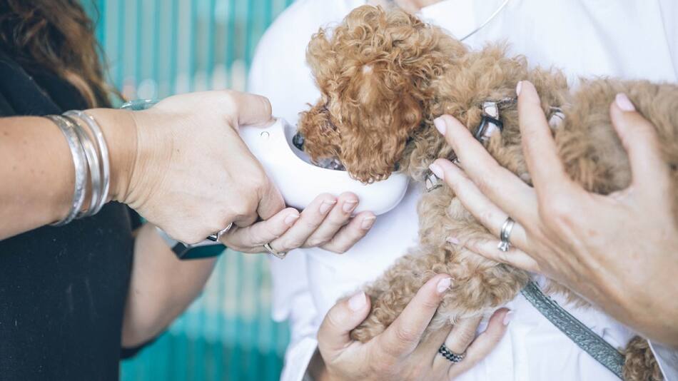 La incidencia de rabia humana transmitida por perros disminuyó en los últimos años. Foto: Unsplash.