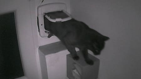 Pépito, el gato furor en Twitter. Foto: Twitter @PepitoTheCat.