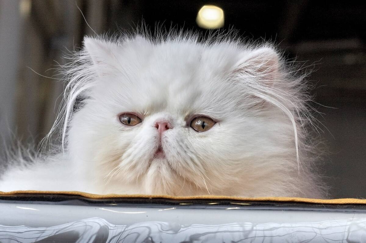 Gato persa. Foto: Unsplash.