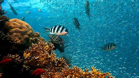 Día Mundial de los Océanos - Efemérides