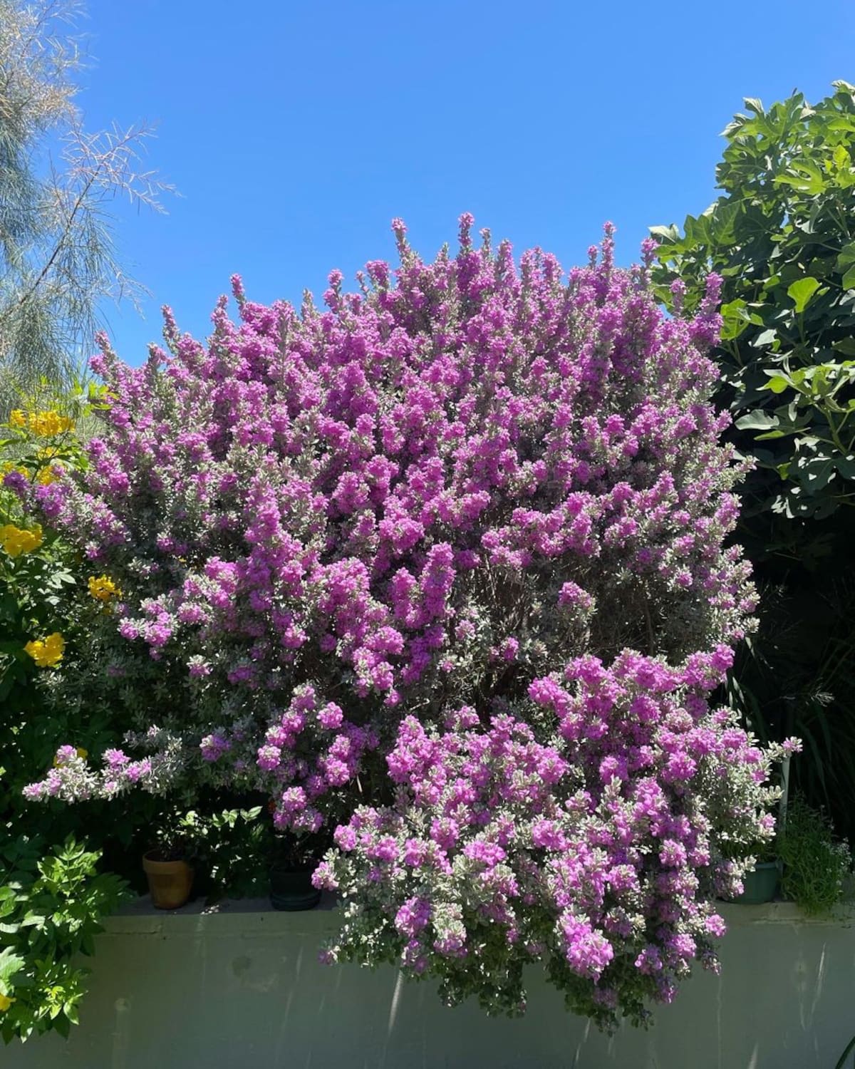 La planta “meteoróloga” que florece antes de las tormentas