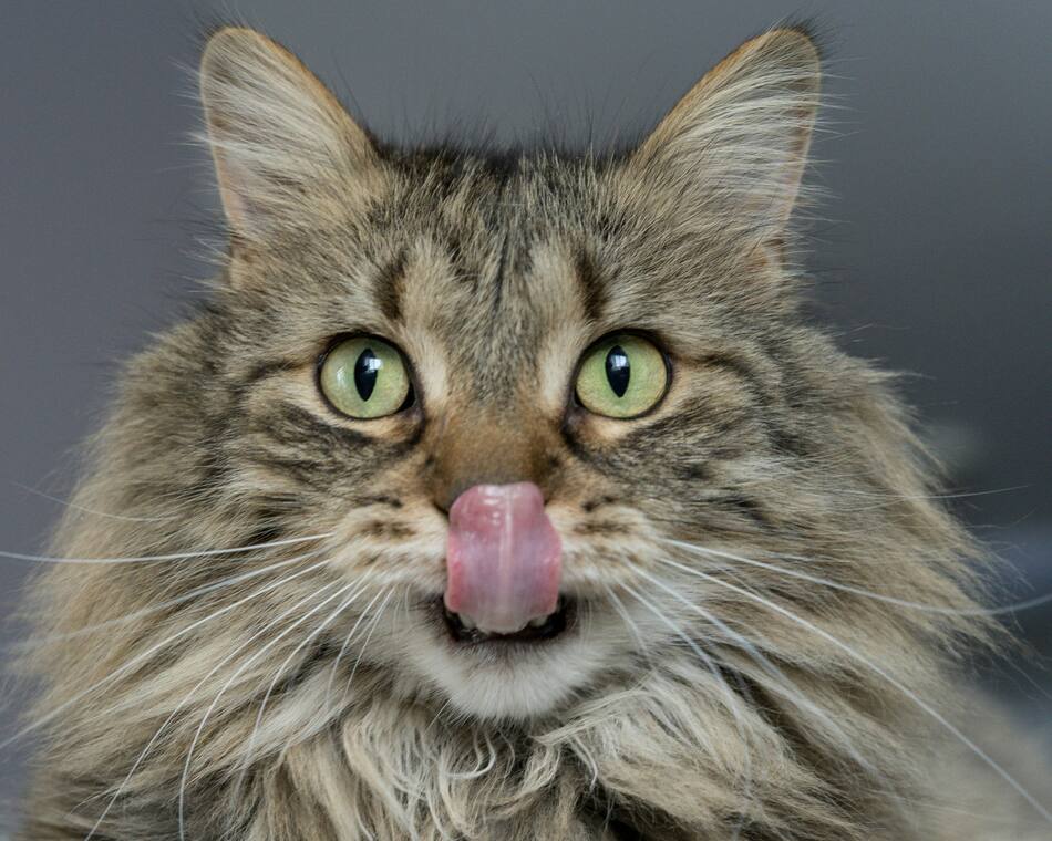 Gato, gatos, felino, comida. Foto Unsplash.