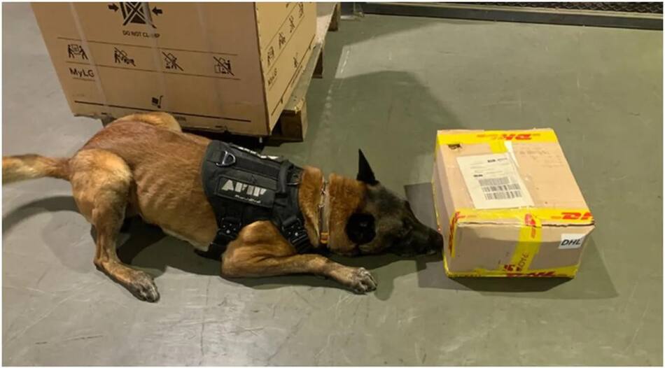 Un perro detectó la presencia de la droga en la encomienda. Foto: AFIP.