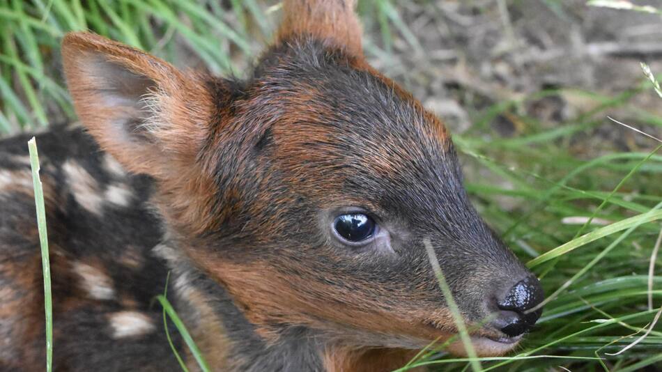 Nacimiento de un pudú en el bioparque Temaikén. Foto: EFE.