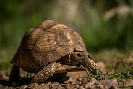 Tortuga angonoka. Foto: Unsplash.