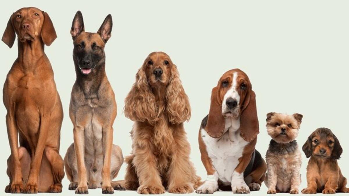 Perros, mascotas