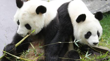 Osos pandas. Foto: EFE