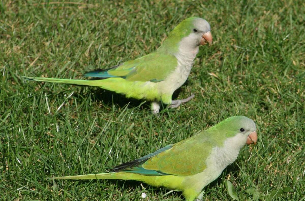 Cotorras argentinas,