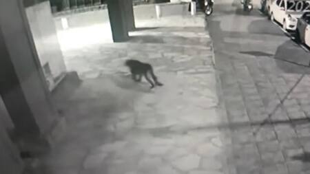 Puma suelto en Bariloche