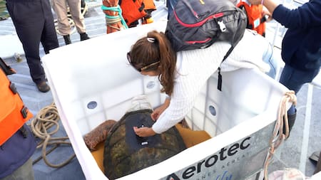 Liberación del tortugo Jorge. Fuente: X