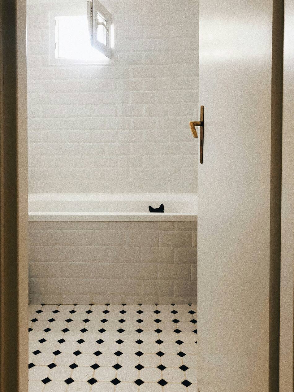 Gatos, baño, mascotas. Foto Unsplash