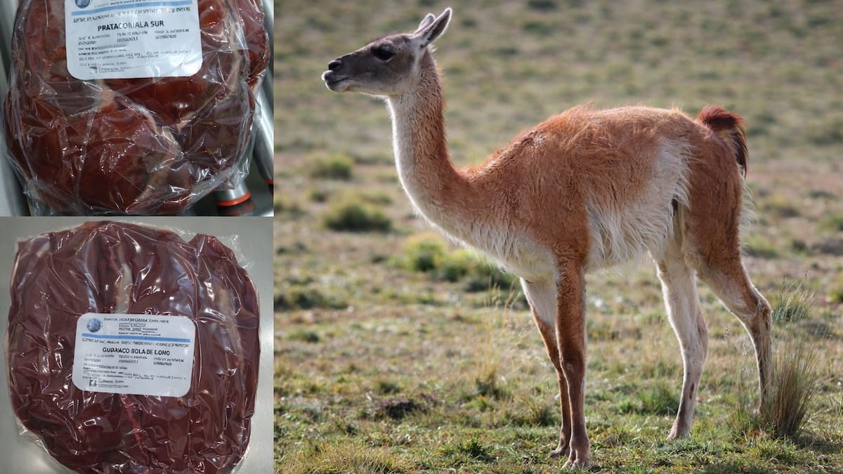 Consumo de carne de guanaco en la Patagonia: qué argumentos se plantean a favor, según expertos