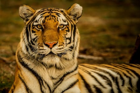 Tigre. Foto Unsplash