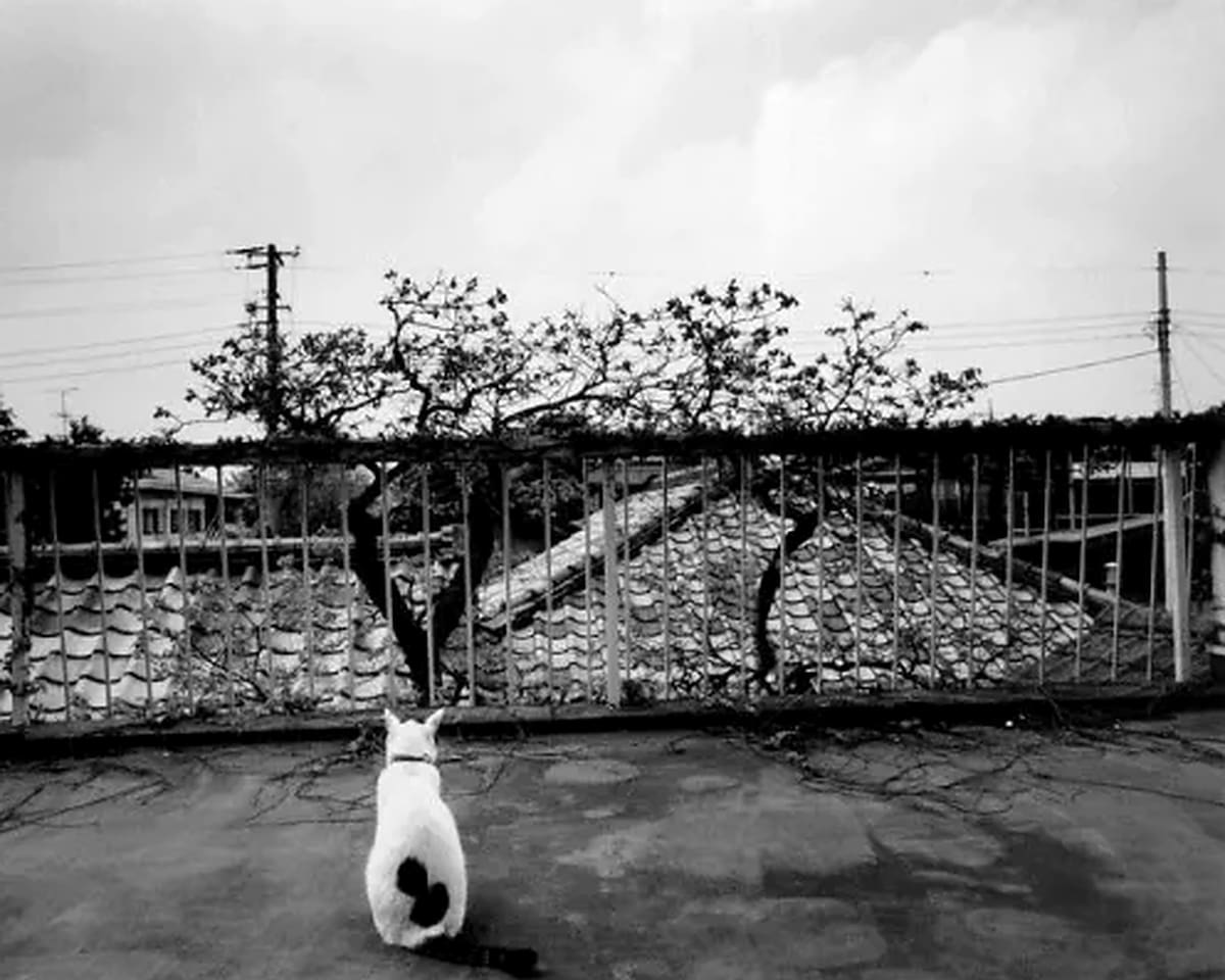 El fotógrafo japonés Nobuyoshi Araki retrató durante 22 años a Chiro, la gata que llegó a su hogar por iniciativa de su esposa Yoko. Tras perder a ambas, encontró en las fotografías una manera de conservar sus recuerdos.