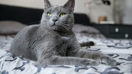 Gato gris. Foto Unsplash.