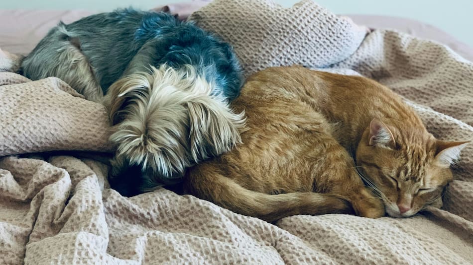 Dormir con perro y gato.