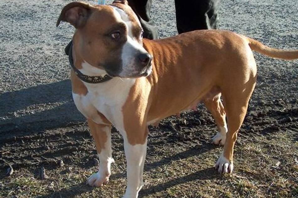 American Staffordshire Terrier