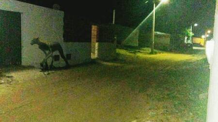 Extraña criatura en Santa Fe