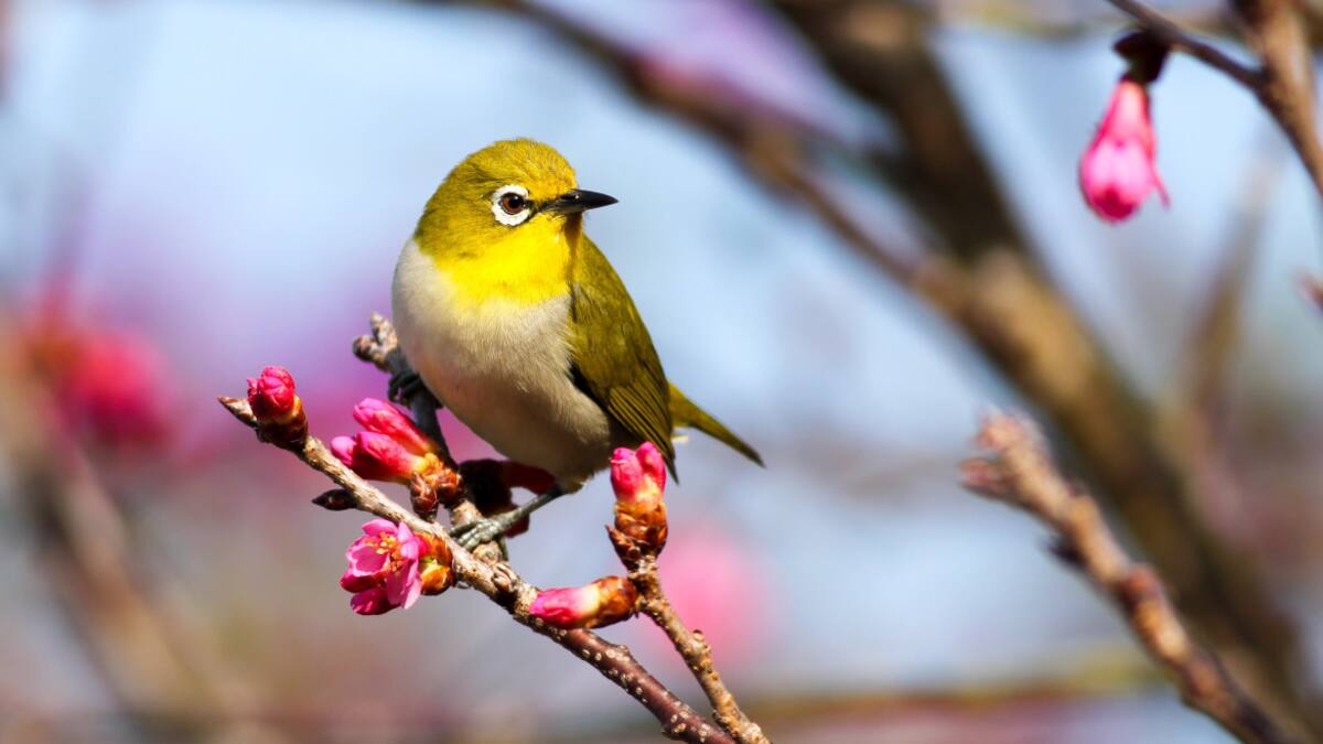 Pájaros. Foto: Unsplash