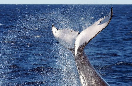 Ballena con aleta dorsal. Foto: EFE.