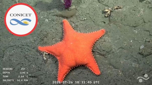 Hallazgo científico y humor en vivo: apareció una nueva “estrella culona” que viralizó otra expedición del CONICET
