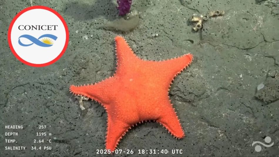 Estrella de mar "culona" hallada por CONICET.