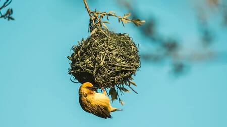 Aves de Colombia. Foto: Pexels