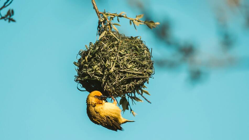 Aves de Colombia. Foto: Pexels