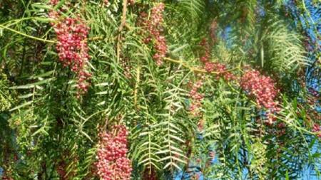 El aguaribay, permite repeler a estos molestos insectos. NA