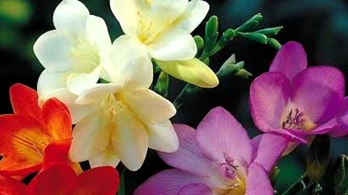 Fresias en primavera: la guía completa de cuidados para que florezcan y perfumen tu casa antes del 21 de septiembre