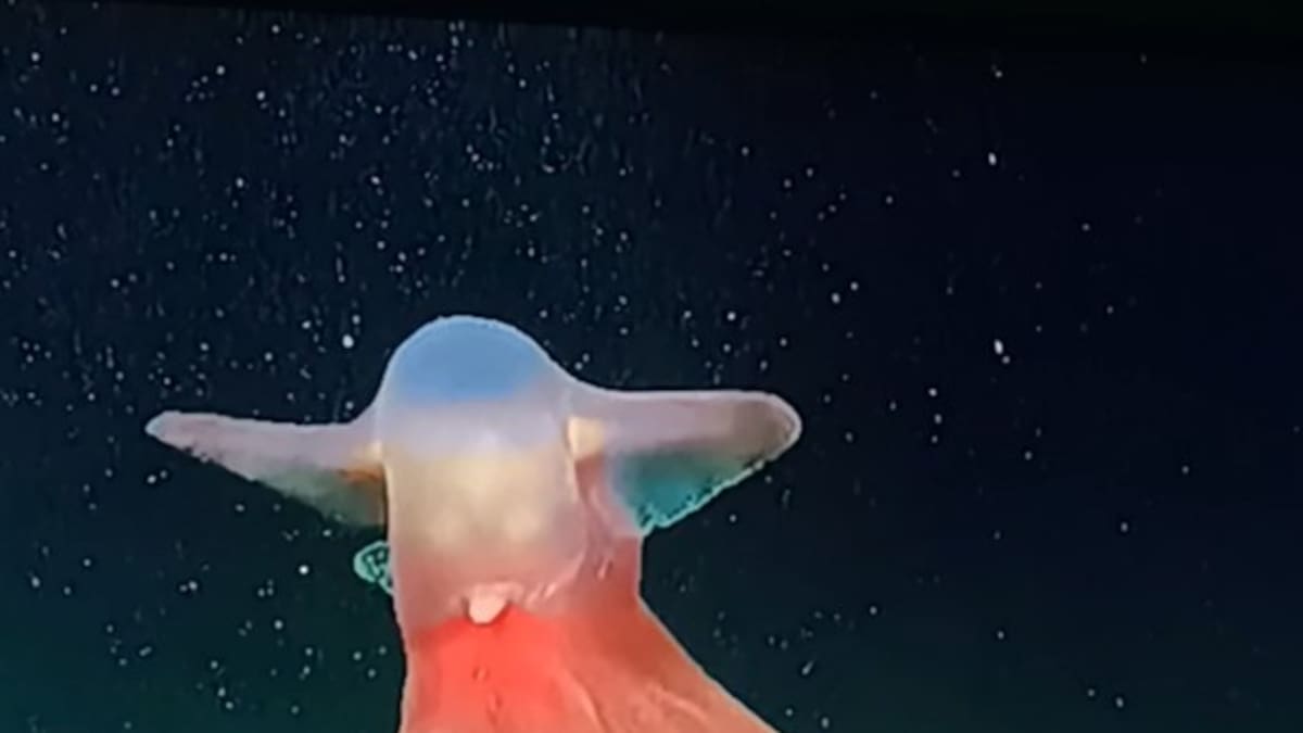 Dumbo el pulpo del CONICET